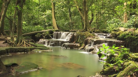 Forêt tropicale de Krabi