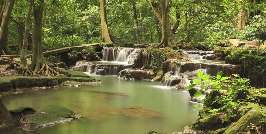 Forêt tropicale de Krabi