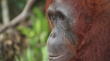 Rencontre avec les orangs outans