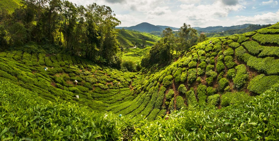 Excursion aux champs de thé