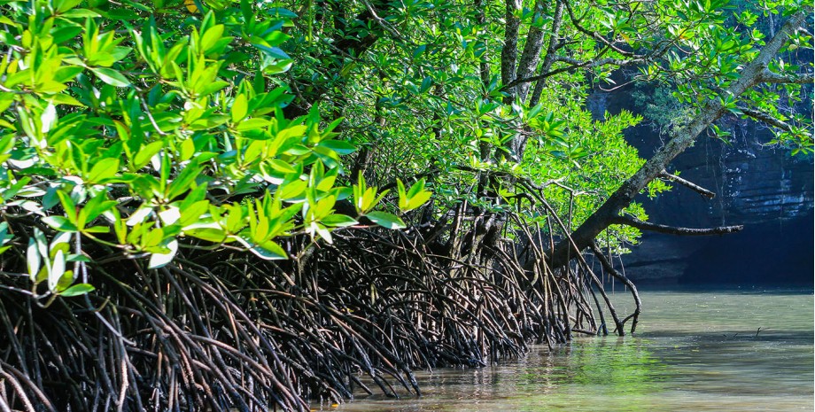 Croisière dans la mangrove
