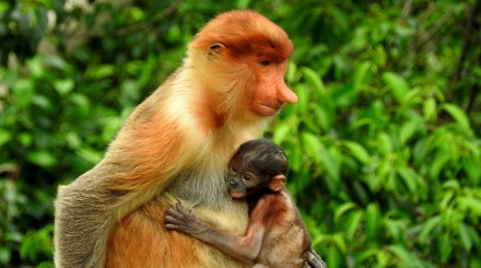 A la rencontre des orangs outans