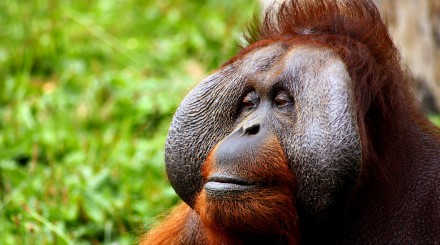 Croisière et randonnée à la rencontre  des orangs outans
