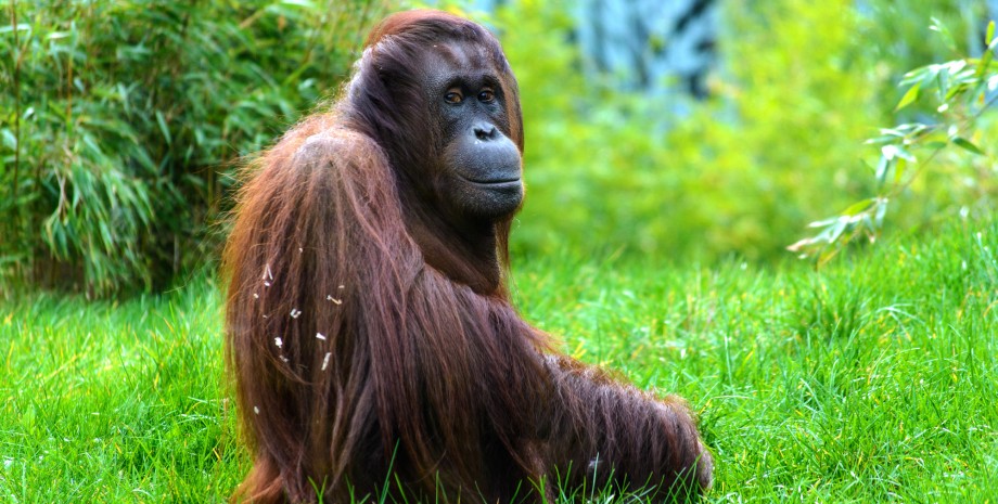 Rencontre avec les orangs outangs