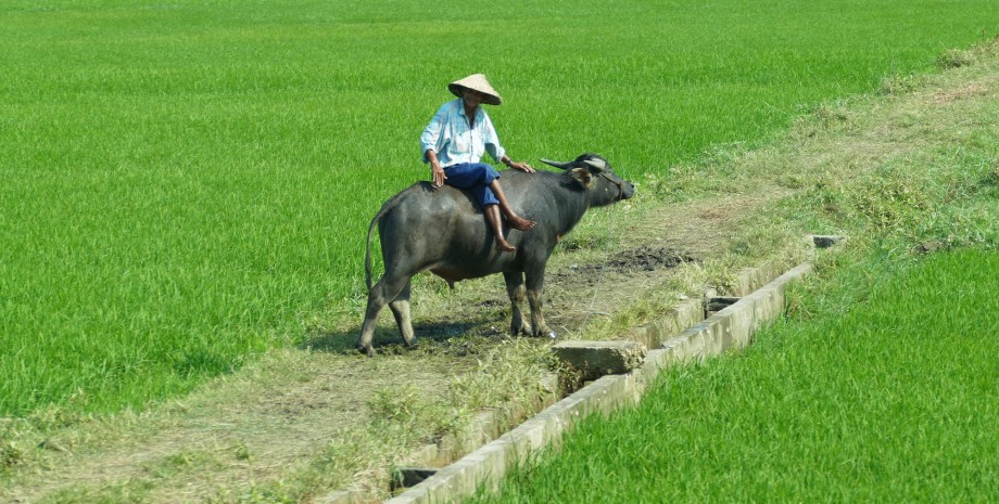 Apprentissage de la culture du riz