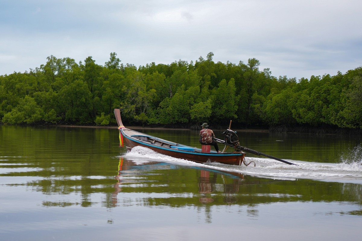 Bateau longtail filant sur un chenal bordé de mangrove en Thaïlande