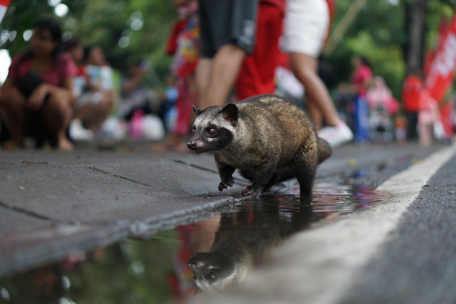 Civette palmiste (luwak) marchant sur une chaussée mouillée dans une rue de Denpasar, à Bali