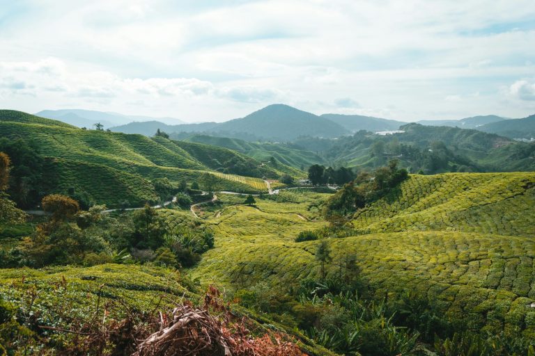 Vallées de théiers vues depuis les hauteurs des Cameron Highlands