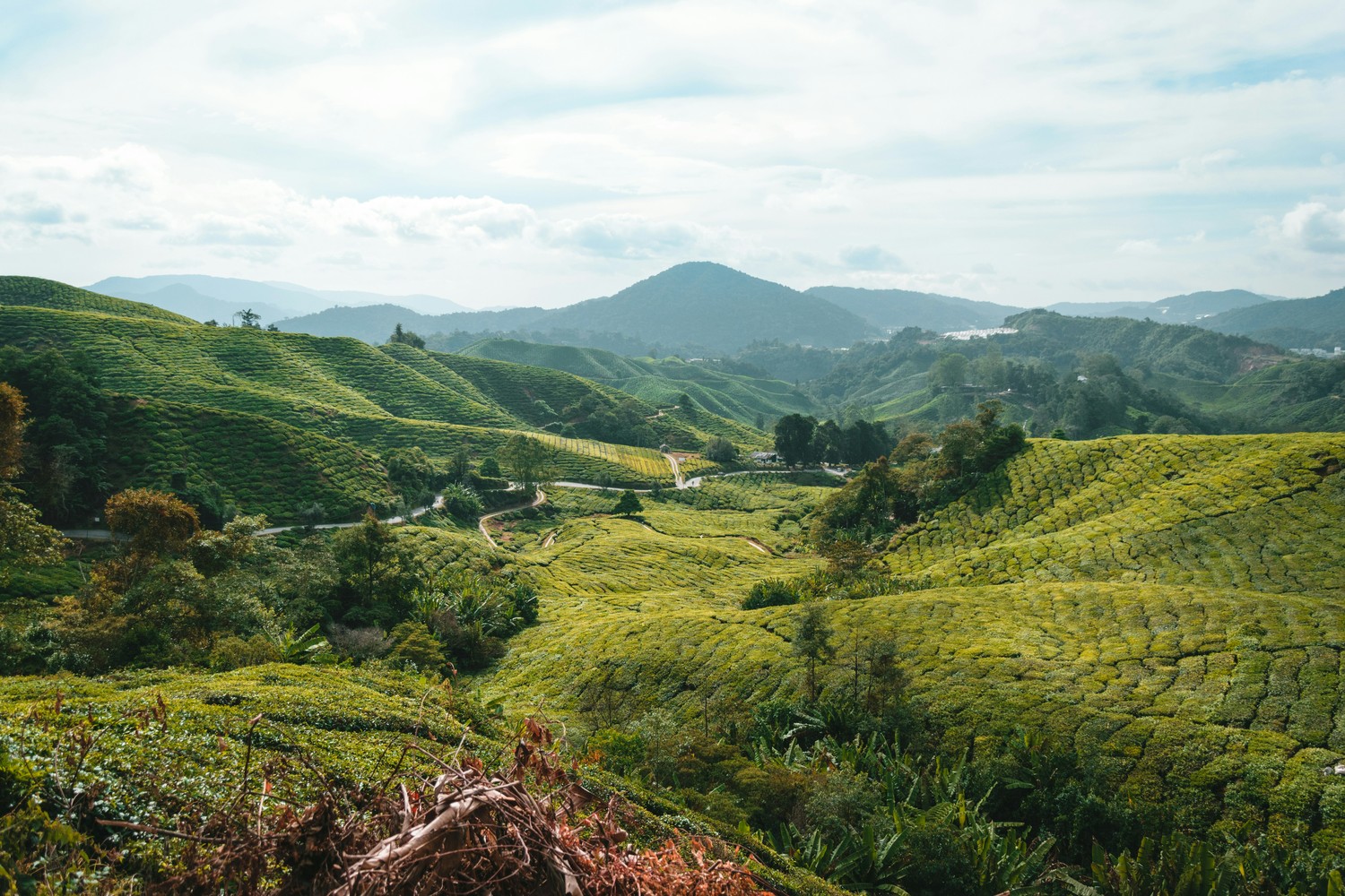 Cameron Highlands : plantations de thé, randonnées et conseils pratiques