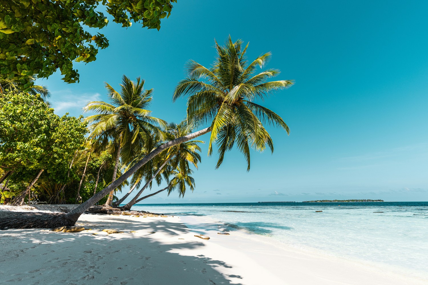 Plage de sable blanc bordée de cocotiers penchés, mer turquoise et îlot à l'horizon