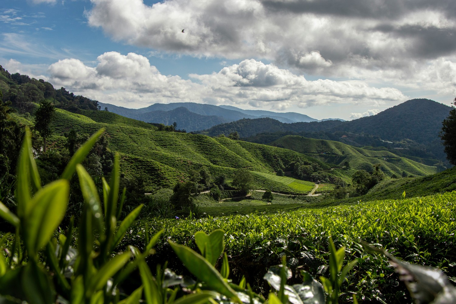 Vaste plantation de thé dans les montagnes malaisiennes
