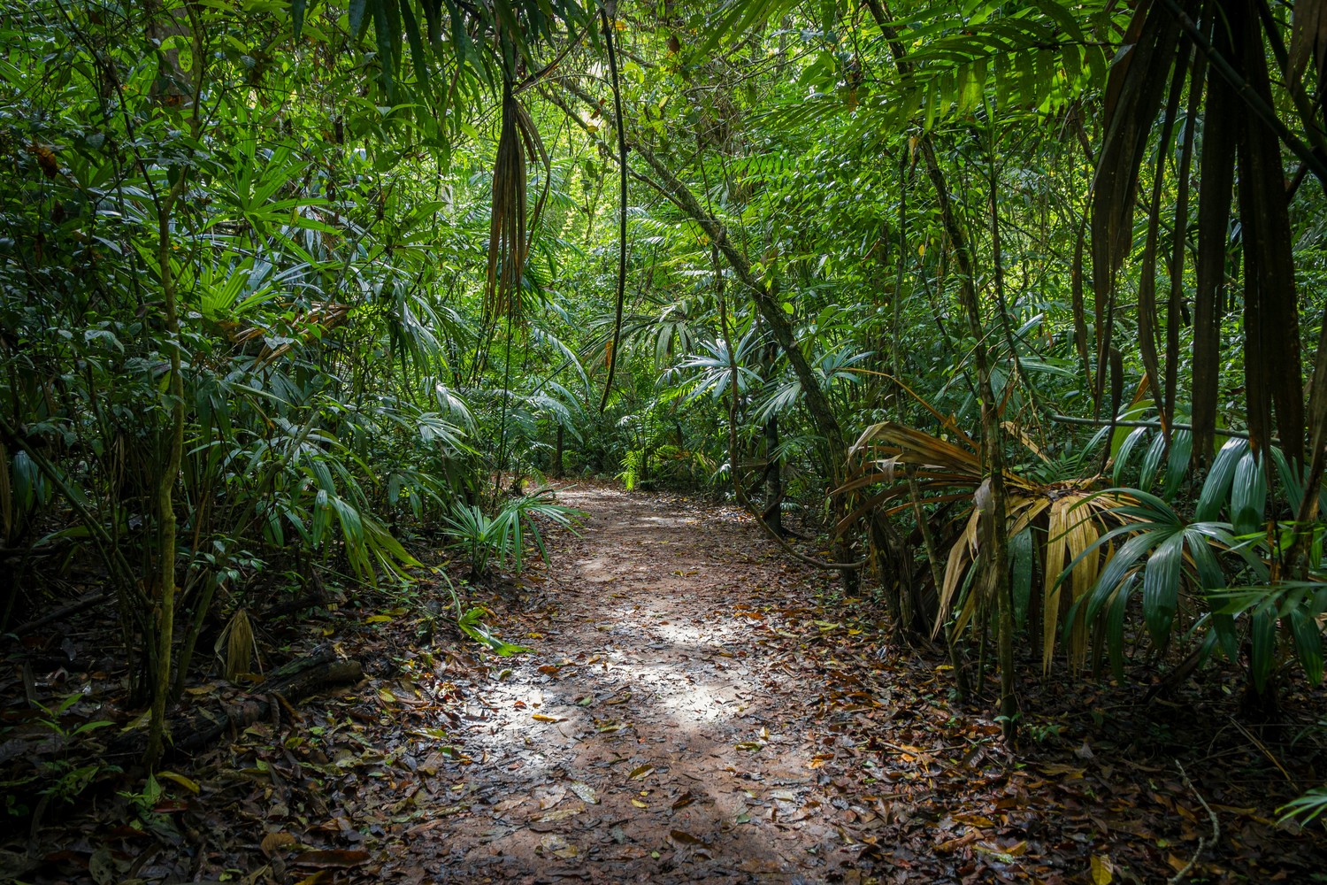 Sentier de randonnée à travers la jungle tropicale