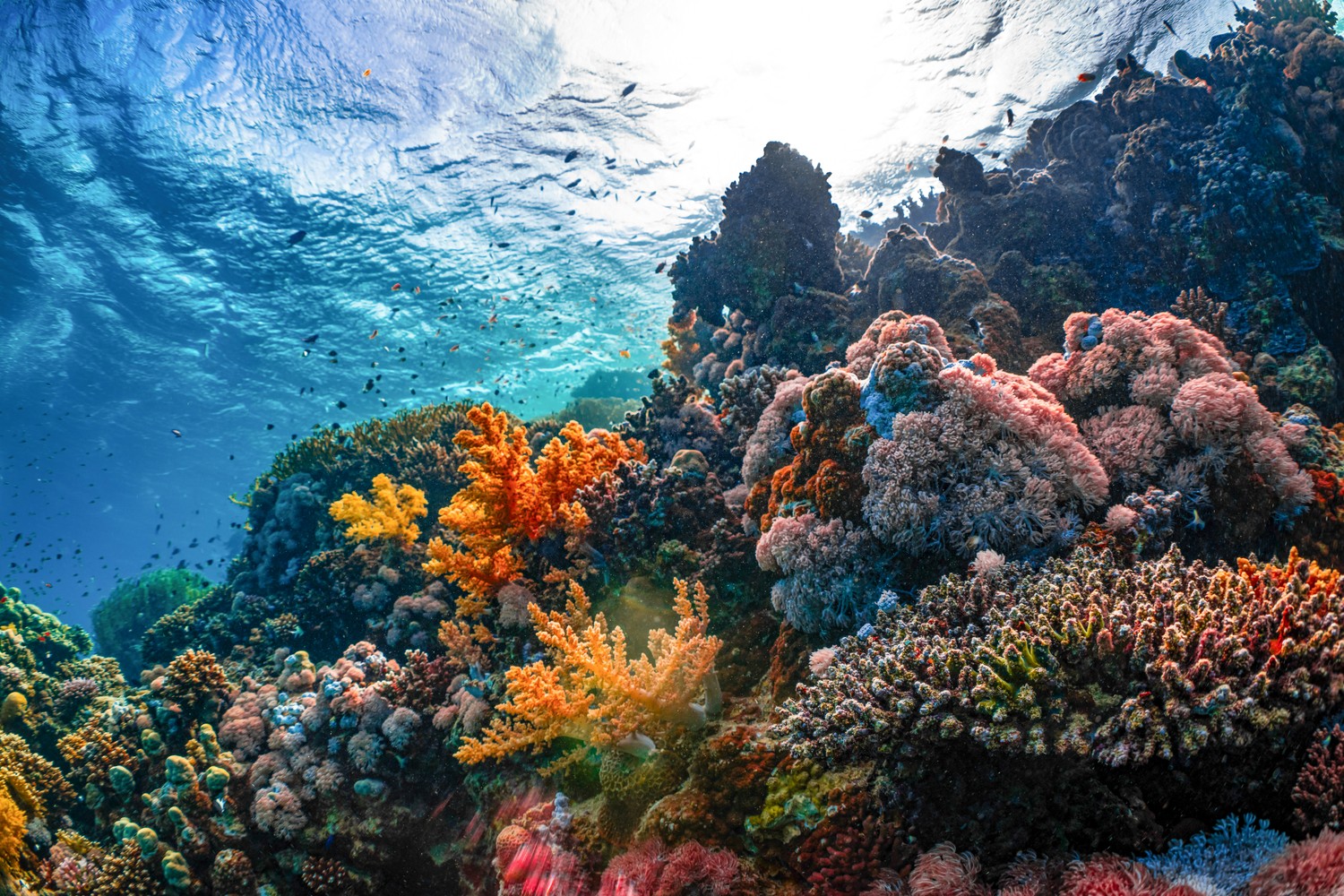 Récif corallien coloré et bancs de poissons tropicaux vus en snorkeling