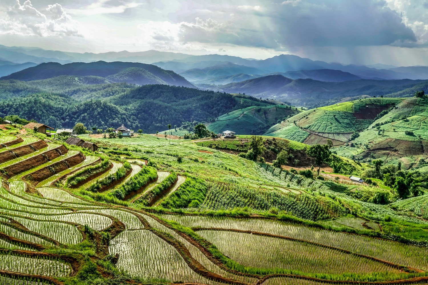 Rizières en terrasses verdoyantes près de Chiang Mai