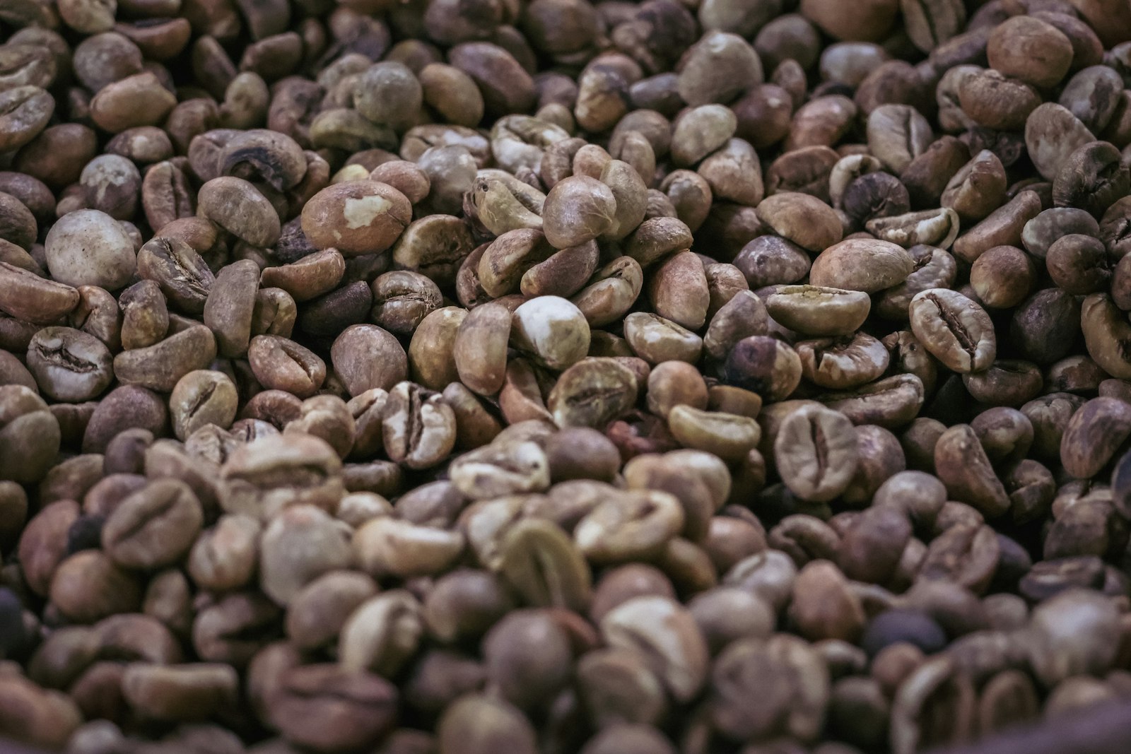 Gros plan sur des grains de café kopi luwak verts, avant torréfaction