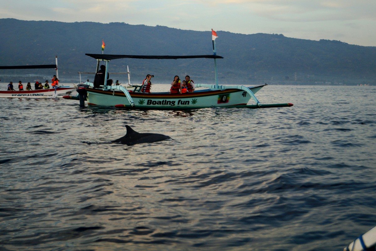 Bateau de touristes en gilets de sauvetage et dauphin remontant à la surface au large de Lovina