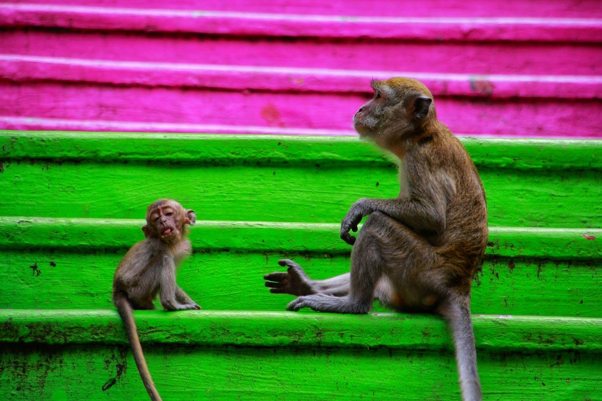 Deux macaques assis sur les marches roses et vertes de l'escalier des Batu Caves