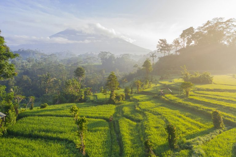 Rizières de Bali à contre-jour avec un volcan en arrière-plan, Indonésie