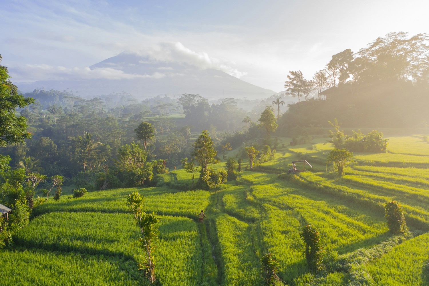 Rizières de Bali à contre-jour avec un volcan en arrière-plan, Indonésie