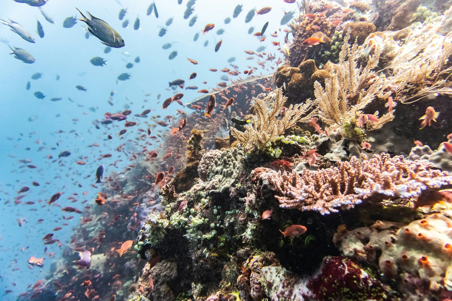 Récif corallien tropical couvert de coraux mous et parcouru de bancs de poissons.